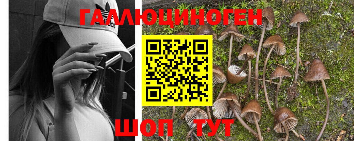 Галлюциногенные грибы Psilocybine cubensis Обнинск